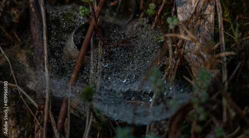 Morning Mist Spider Web