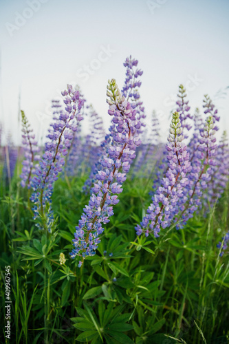 blooming beautiful lupine flowers in summer at sunset