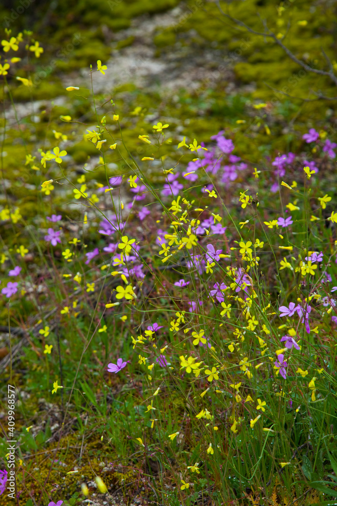 Parque Natural Sierra de Andújar, Jaen, Andalucía, España