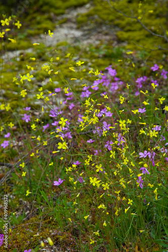 Parque Natural Sierra de And  jar  Jaen  Andaluc  a  Espa  a