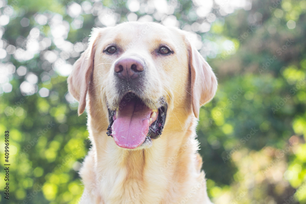 Smiling labrador dog in the city park portrait. Smiling and looking up, looking away