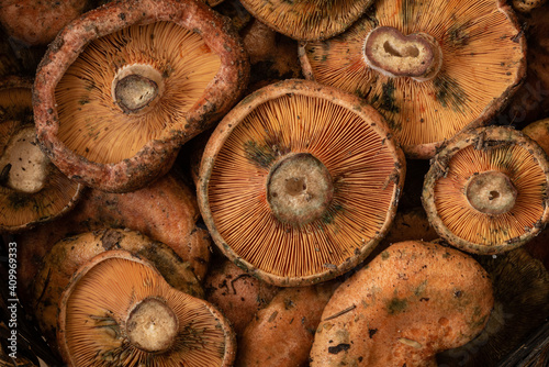 Top view close up of wicker bowl with fresh raw saffron milk cap mushrooms photo