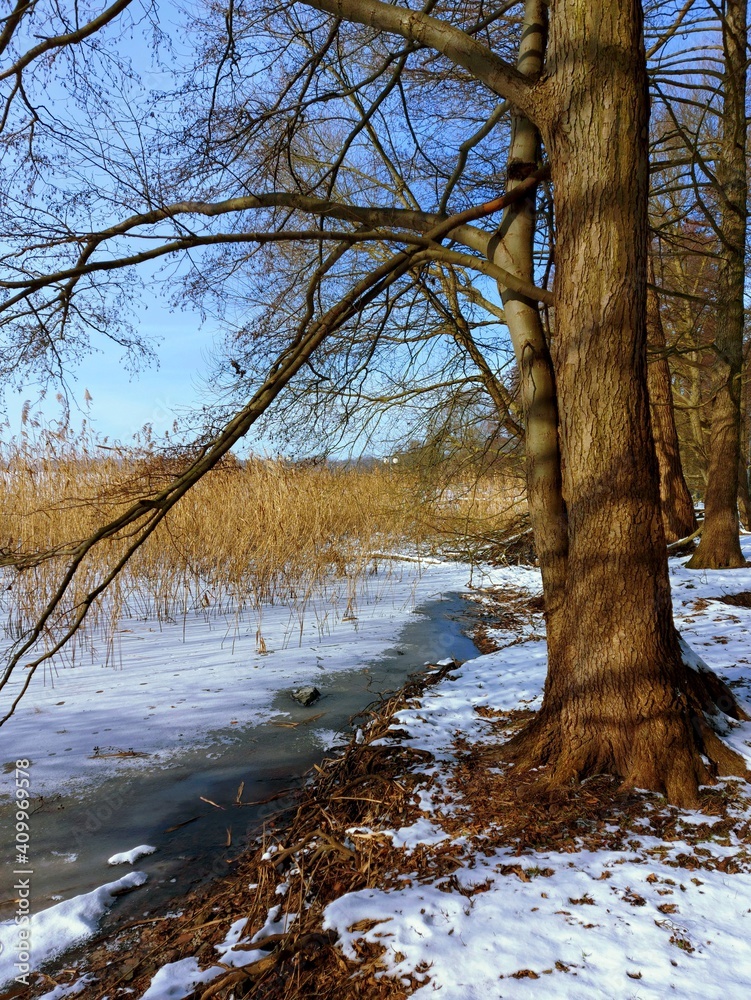 shore lake in winter shore lake in winter