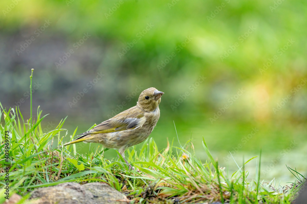 Close-up of a finch running in the grass. A pool of water in the green grass. Detailed in the bird