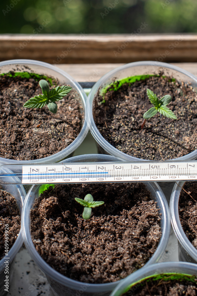 Hemp shoots on the windowsill with a thermometer photo 3
