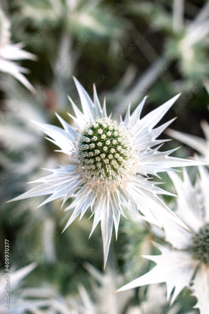 tall eryngo also giant sea holly (in german Elfenbein-Mannstreu) Eryngium giganteum tall eryngo also giant sea holly (in german Elfenbein-Mannstreu) Eryngium giganteum