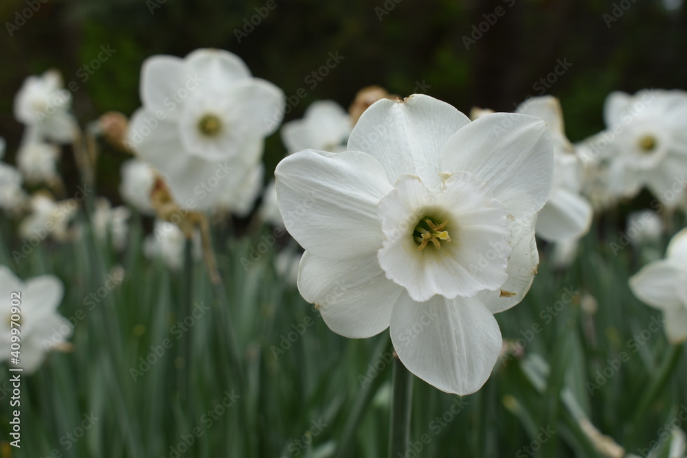 Fototapeta premium closeup of white flowers in the garden
