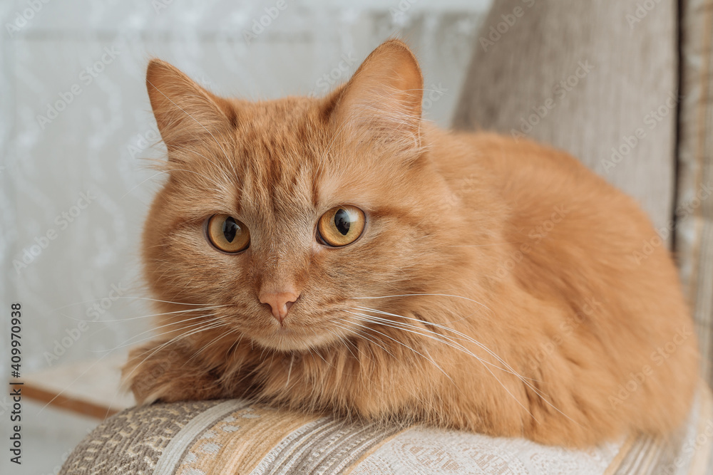 custom made wallpaper toronto digitalorange fluffy house cat sitting on the couch at home, siberian cat with yellow eyes close up