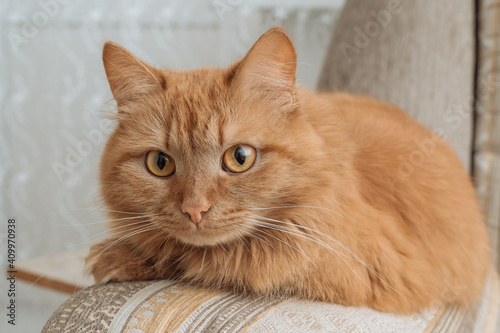 Wallpaper Mural orange fluffy house cat sitting on the couch at home, siberian cat with yellow eyes close up Torontodigital.ca