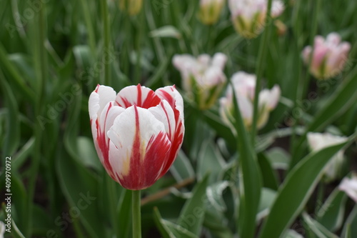 red and white tulip flowers at the tulip festival in Ottawa