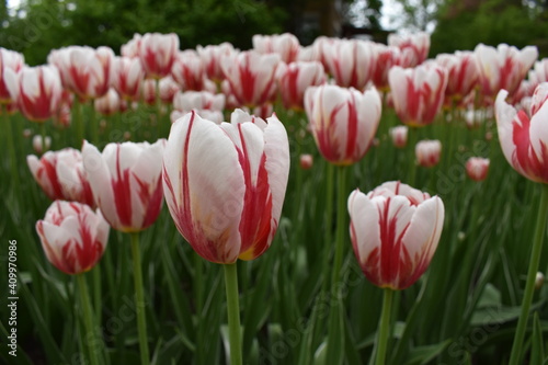 red and white tulip flowers at the tulip festival in Ottawa