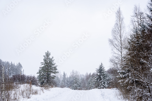 white winter and snowy road in the woods where the trees are snowy white