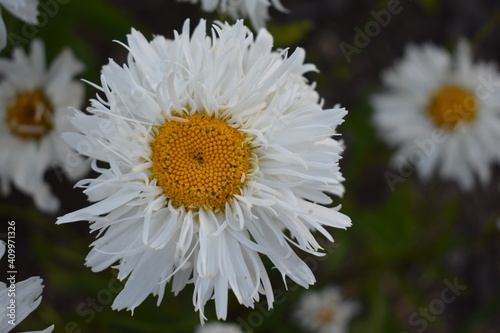 closeup of a white daisy in a flower bed