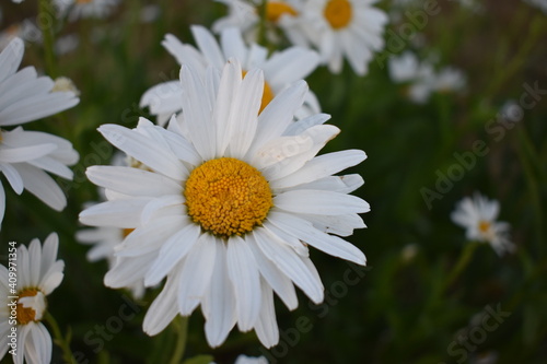 closeup of a white daisy in a flower bed