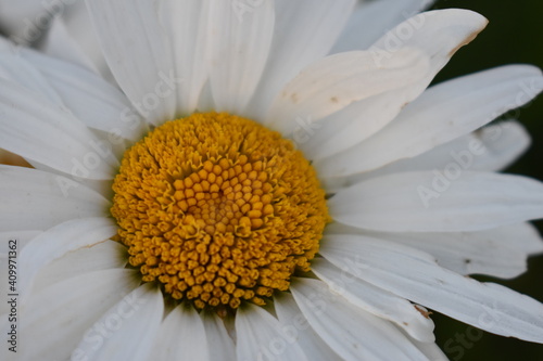 closeup of a white daisy in a flower bed