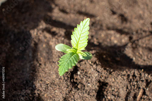 Obraz na płótnie Low Ryder sprout planted in the prime ground photo 1