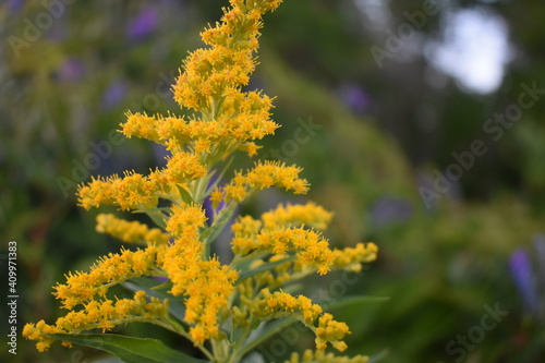 closeup of yellow flowers