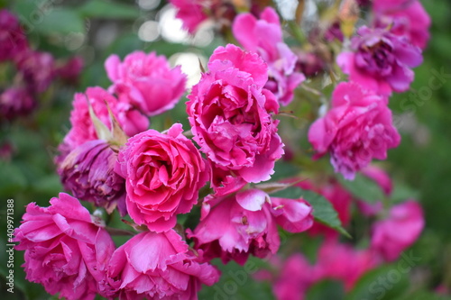 closeup of pink flowers in a garden