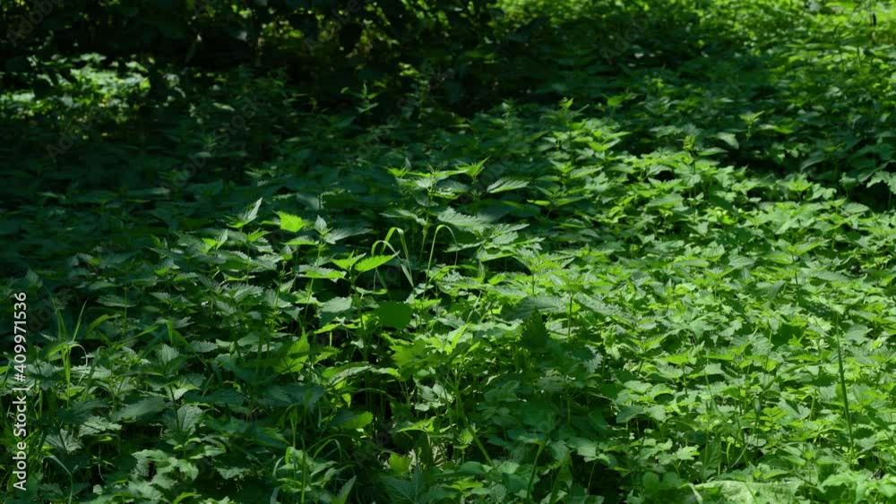 Field of young Common Nettle (Urtica dioica) - (4K) Field of young Common Nettle (Urtica dioica) - (4K)