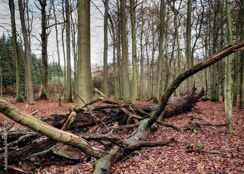 ökologisch wertvolles totholz in einem buchenwald