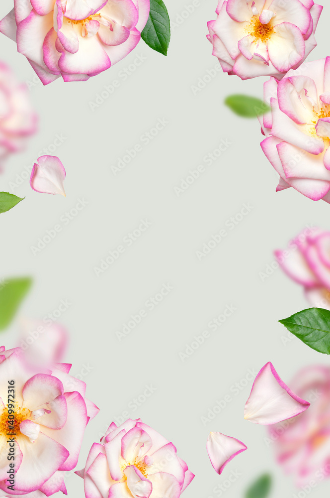 Flying white roses with pink edge on gray-green background. Frame of Delicate beautiful garden flowers roses petals green leaves. Creative floral background for the holiday, march 8, valentine's day