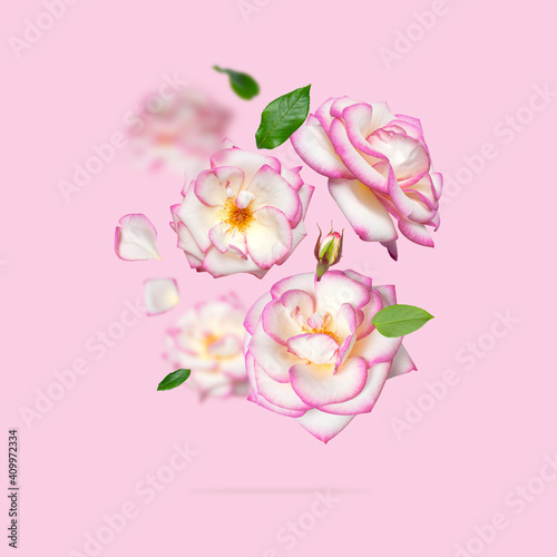 Flying white roses with pink edge on pink background. Delicate beautiful garden flowers roses, petals and green leaves. Creative floral background for the holiday, march 8, valentine's day