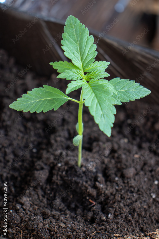 Marijuana varieties x treme growing house in pot photo 1 Marijuana varieties x treme growing house in pot photo 1