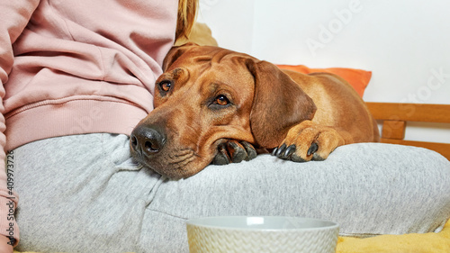 Dog laying on its owner's knees. Close-up dog portrait.