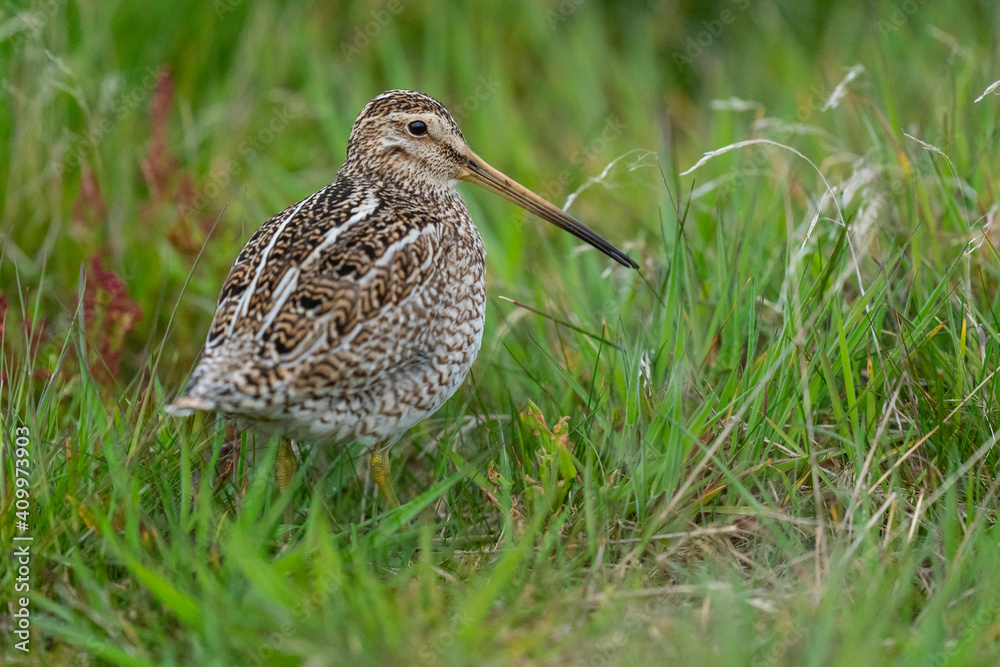 The Magellanic Snipe (Gallinago magellanica) The Magellanic Snipe (Gallinago magellanica)