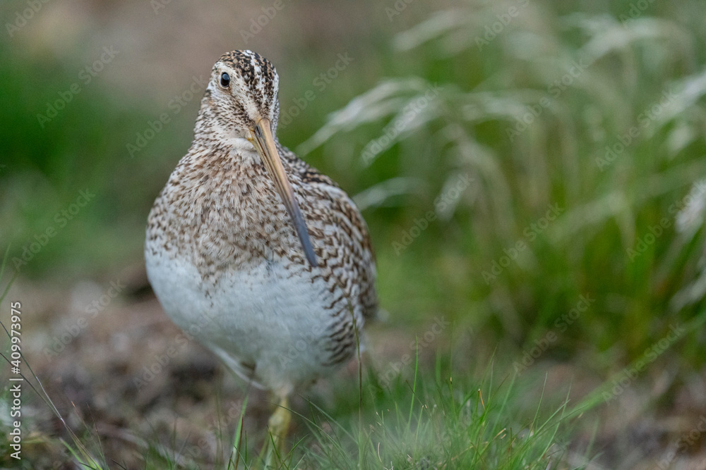 The Magellanic Snipe (Gallinago magellanica) The Magellanic Snipe (Gallinago magellanica)