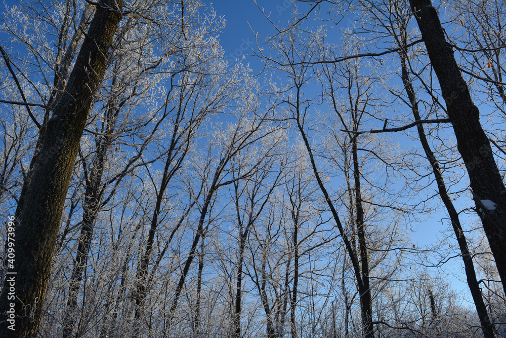 Deciduous trees in hoarfrost in winter forest. Beautiful wintry landscape. Deciduous trees in hoarfrost in winter forest. Beautiful wintry landscape.