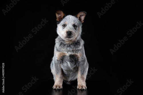 Cute blue heeler puppy sitting isolated on black background. Australian cattle dog pet portrait © Neira
