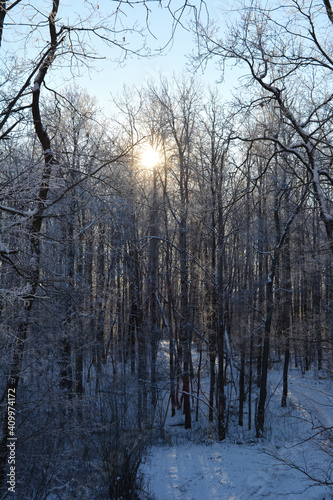 View from the hill on winter forest. Sun lights through trees.