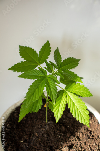 Young hemp varieties amnesia in pot grows at home photo 4