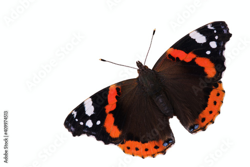 Red Admiral butterfly. Insect on a white background. Isolated. Free space. View from above. photo