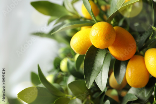 Kumquat tree with ripening fruits outdoors  closeup. Space for text