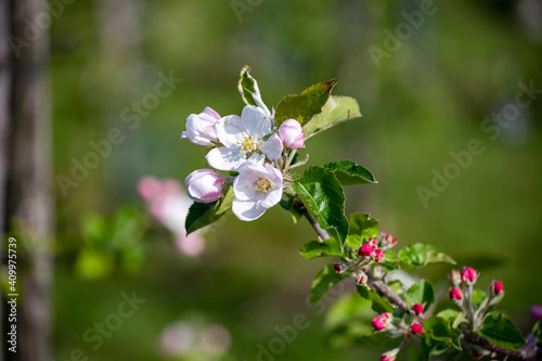 Pink blossom of apple fruit trees in springtime in farm orchards, Betuwe, Netherlands, close up