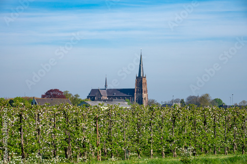 Springtime in fruit region Betuwe in Netherlands, Dutch church and blossoming orchard with apple, pear, cherry and pear trees