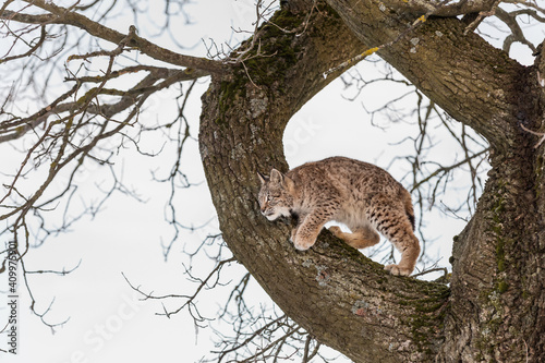 Canvas Print Eurasian lynx, a cub of a wild cat in the snow