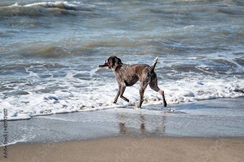 Brown shorthaired pointer walks on sandy beach on background of waves. Dog is short haired hunting dog breed with drooping ears. Walk in fresh air with pet.