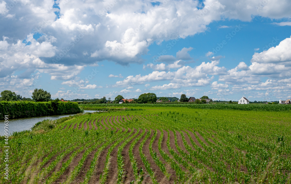 Dutch green landscape in summer in fruit region Betuwe, Gelderland Dutch green landscape in summer in fruit region Betuwe, Gelderland