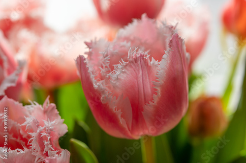 Spring bouquet with licht pink fresh garden tulips