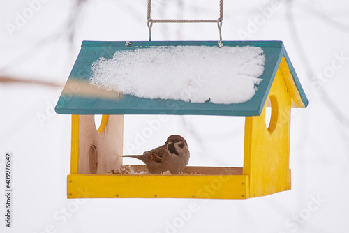 a sparrow in a bird feeder in the shape of a house. winter care for the animals photo