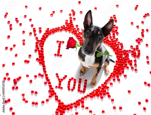 dog valentines love heart