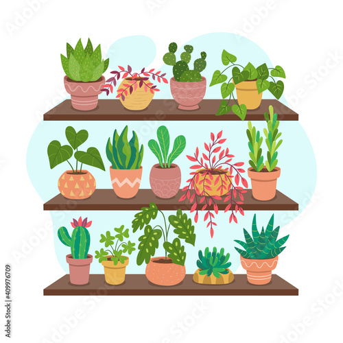 Collection of houseplants on shelves. Beautiful green plants, succulents, and cactus.