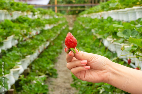 Industrial farm for growing strawberries. Ripe red fruit in hand against the background of the beds in the greenhouse