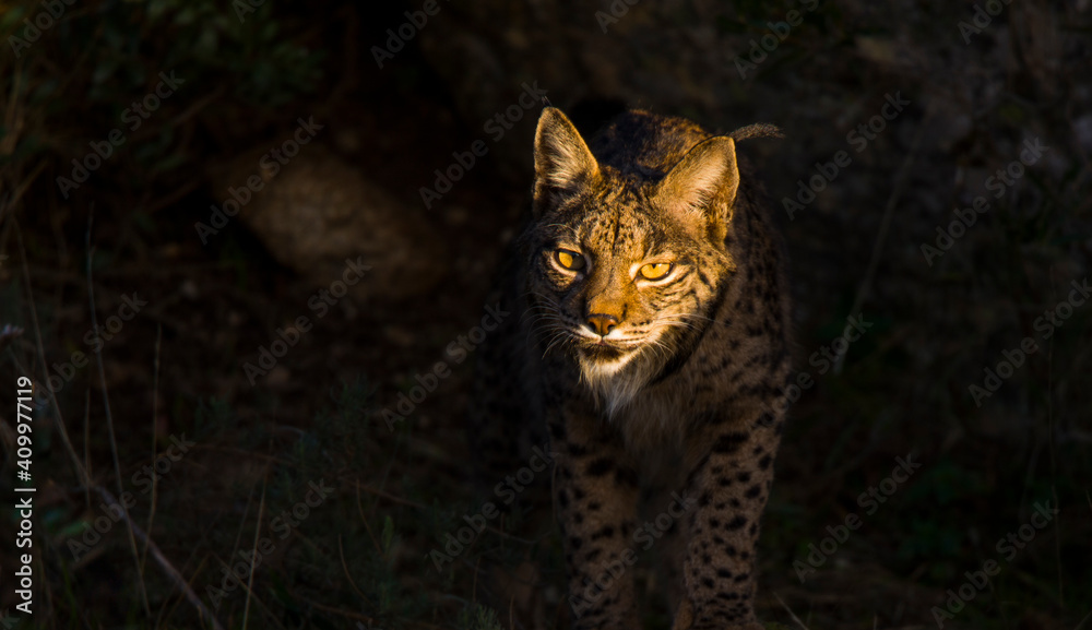 Obraz premium LINCE IBÉRICO (Lynx pardinus) salvaje fotografiado en el Parque Natural Sierra de Andújar, Jaen, Andalucía, España