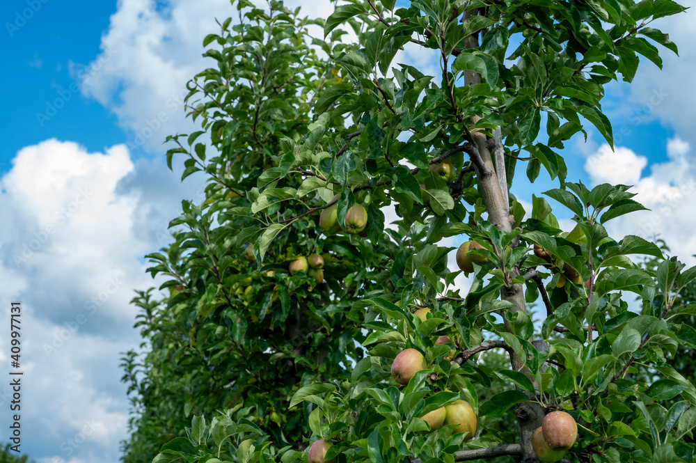Green organic orchards with rows of apple trees with ripening fruits in summer Green organic orchards with rows of apple trees with ripening fruits in summer