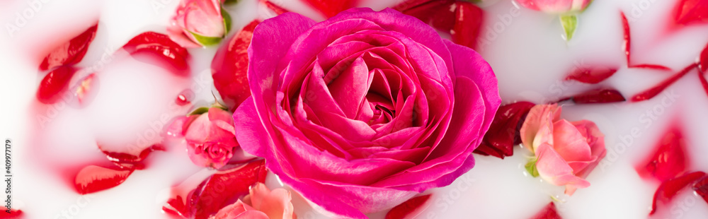 Top view of pink flower near roses in milky water, banner Top view of pink flower near roses in milky water, banner