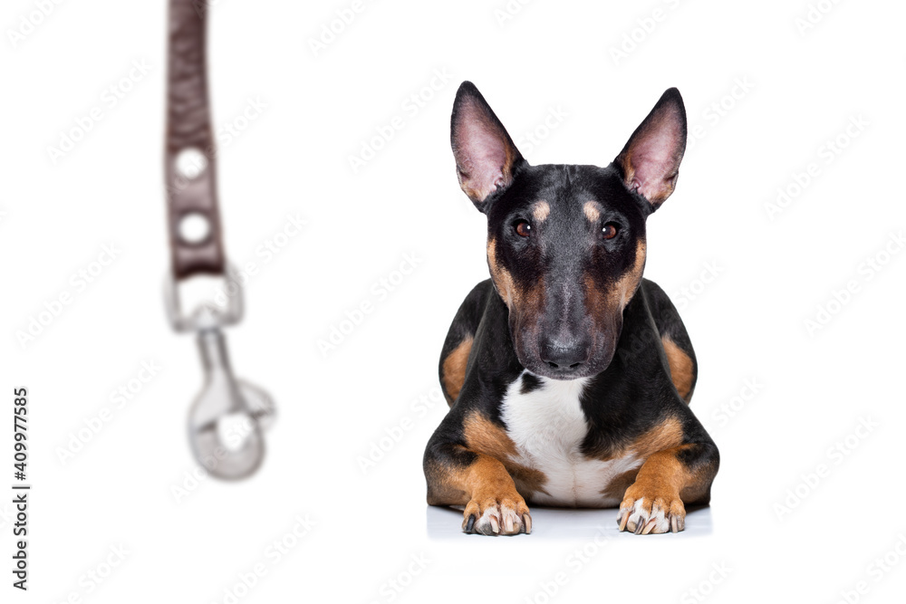 dog waiting for a walk with leash